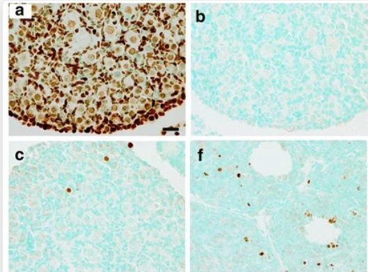 ab219801-EdU Assay / EdU Staining Proliferation Kit (iFluor 488